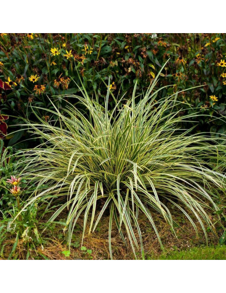 Turzyca Morrowa Goldband Carex morrowii