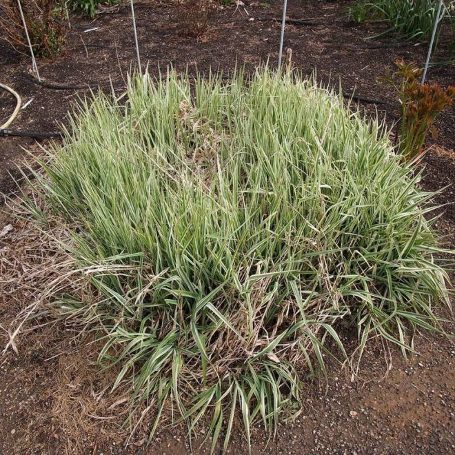 Turzyca Morrowa Carex morrowii Goldband