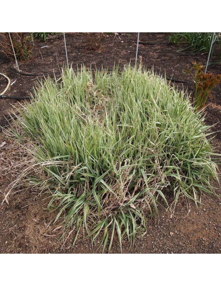 Turzyca Morrowa Carex morrowii Goldband