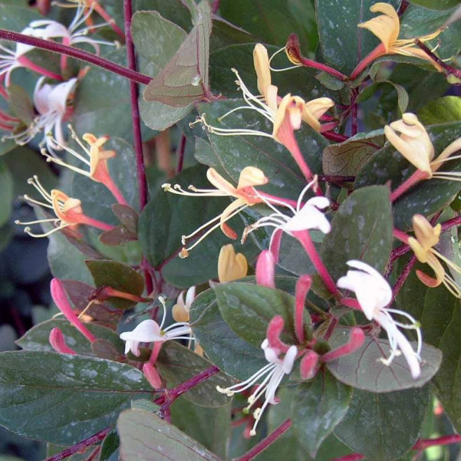 Wiciokrzew japoński Lonicera japonica Purpurea