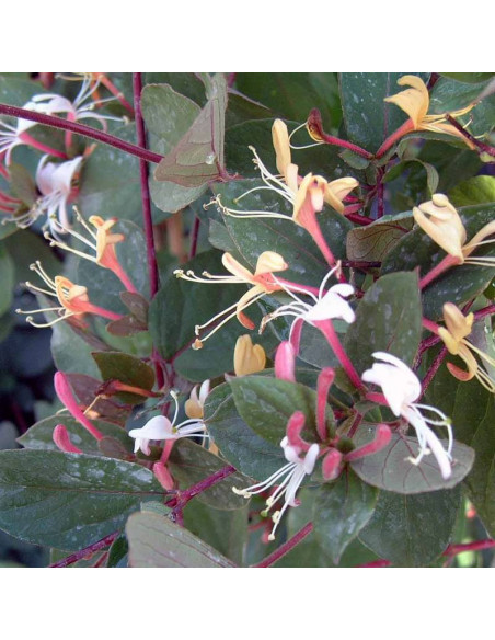 Wiciokrzew japoński Lonicera japonica Purpurea