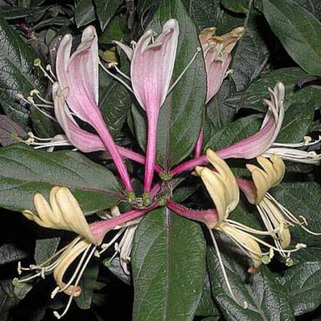 Lonicera japonica Purpurea Wiciokrzew japoński