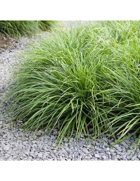 Irish Green Carex morrowii Turzyca Morrowa