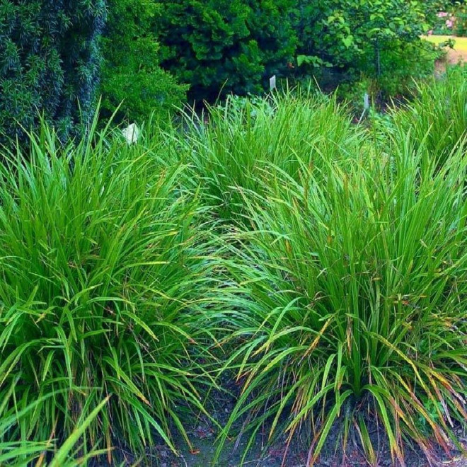 Turzyca Morrowa Irish Green Carex morrowii