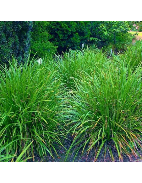 Turzyca Morrowa Irish Green Carex morrowii