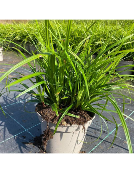 Turzyca Morrowa Carex morrowii Irish Green