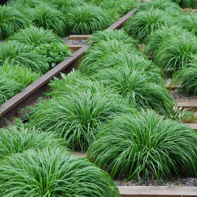 Evergreen Carex oshimensis Turzyca oszimska