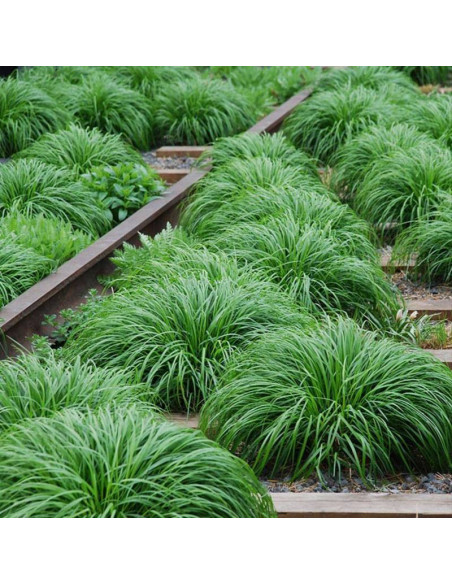 Evergreen Carex oshimensis Turzyca oszimska