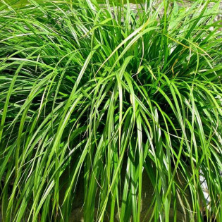 Evergreen Carex oshimensis Turzyca oszimska 2