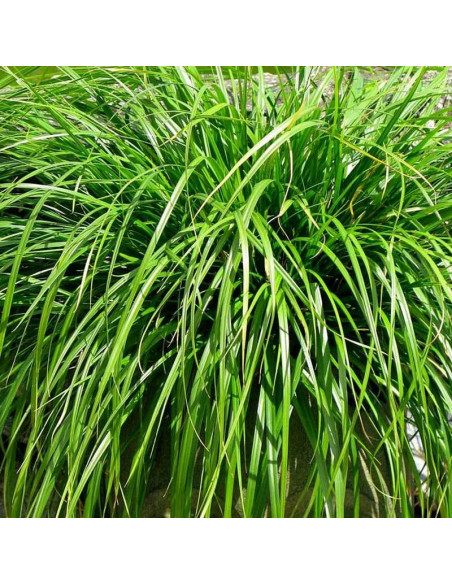 Turzyca oszimska Evergreen Carex oshimensis