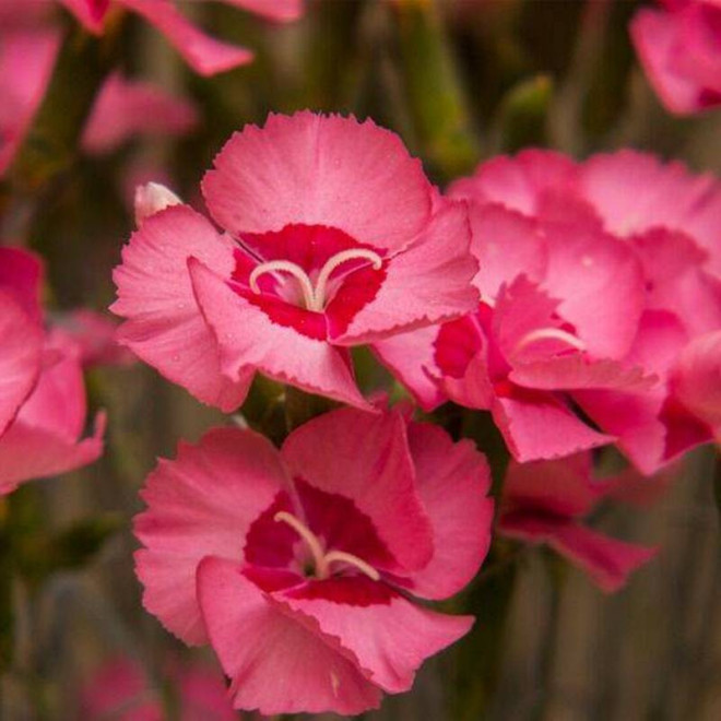 Angel of Hope Dianthus plumarius Goździk postrzępiony