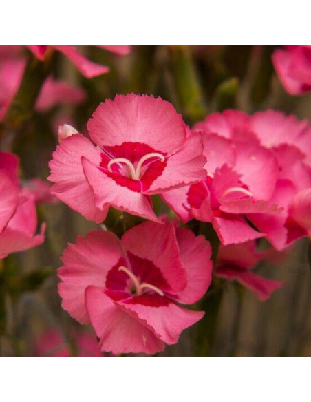 Angel of Hope Dianthus plumarius Goździk postrzępiony