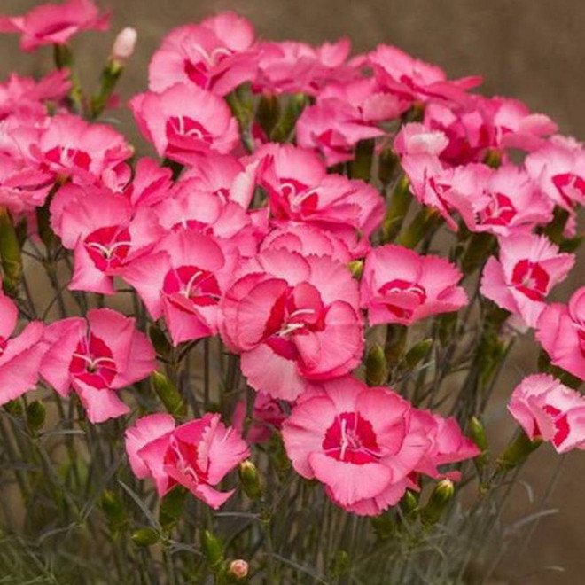 Goździk postrzępiony Angel of Hope Dianthus plumarius