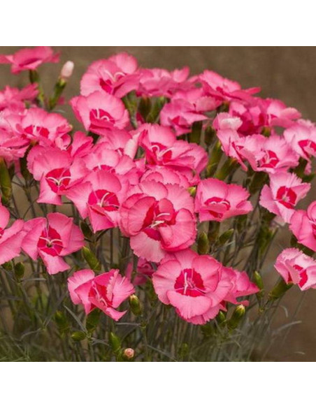 Goździk postrzępiony Angel of Hope Dianthus plumarius