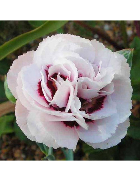 Goździk postrzępiony Angel of Virtue Dianthus plumarius