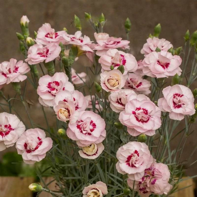 Angel of Virtue Dianthus plumarius Goździk postrzępiony