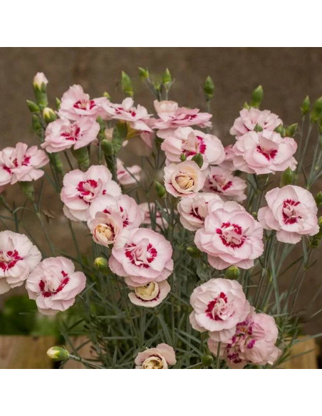 Angel of Virtue Dianthus plumarius Goździk postrzępiony