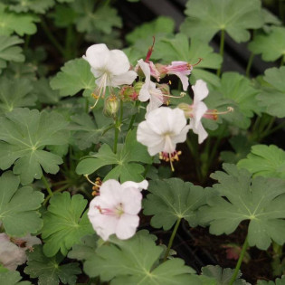 Bodziszek kantabryjski Saint Ola Geranium cantabrigense