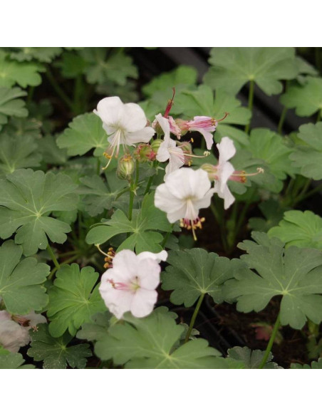 Bodziszek kantabryjski Saint Ola Geranium cantabrigense