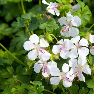 Bodziszek kantabryjski Saint Ola Geranium cantabrigense 2