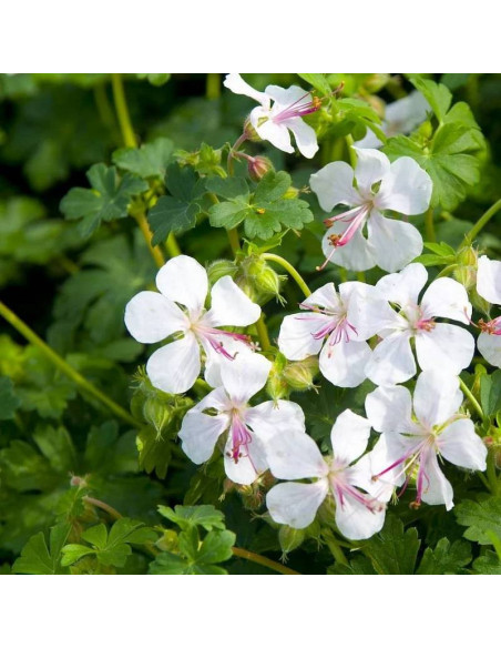 Saint Ola Geranium cantabrigense Bodziszek kantabryjski