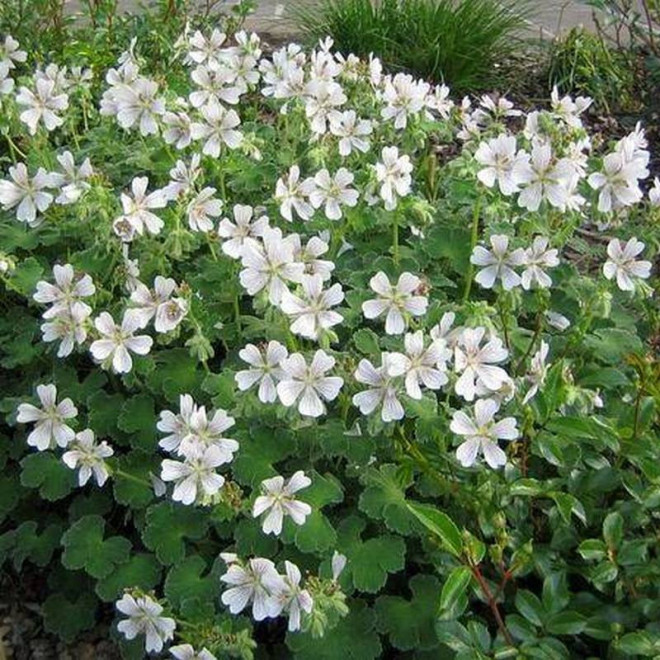 Bodziszek kantabryjski Geranium cantabrigense Saint Ola