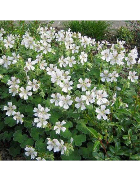 Bodziszek kantabryjski Geranium cantabrigense Saint Ola