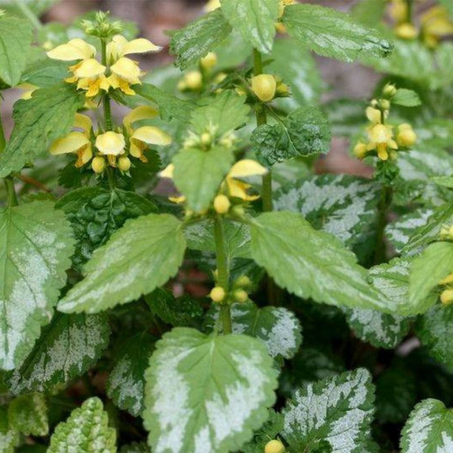 Gajowiec żółty Florentinum Lamium galeoobdolon