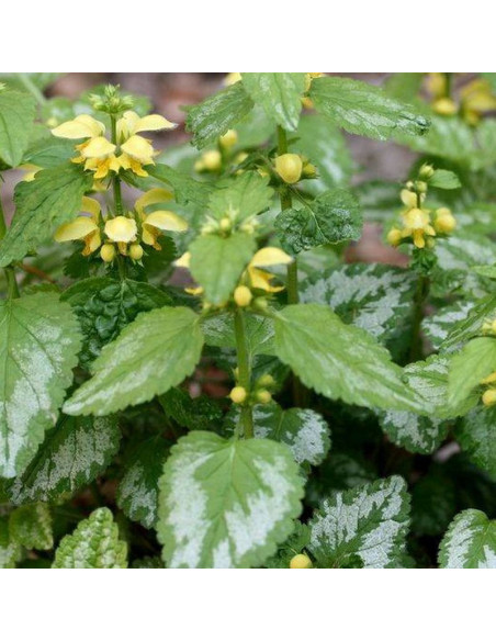 Gajowiec żółty Florentinum Lamium galeoobdolon