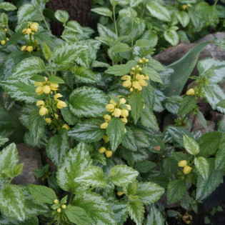 Gajowiec żółty Florentinum Lamium galeoobdolon 2