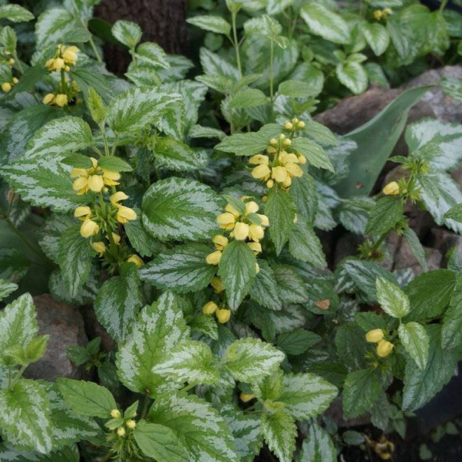 Florentinum Lamium galeoobdolon Gajowiec żółty