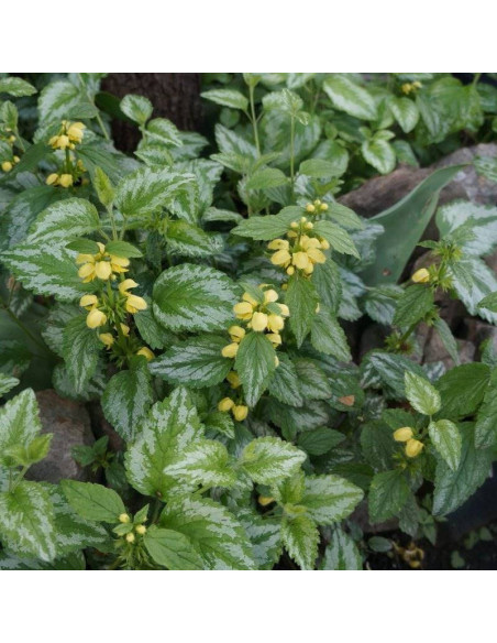 Florentinum Lamium galeoobdolon Gajowiec żółty