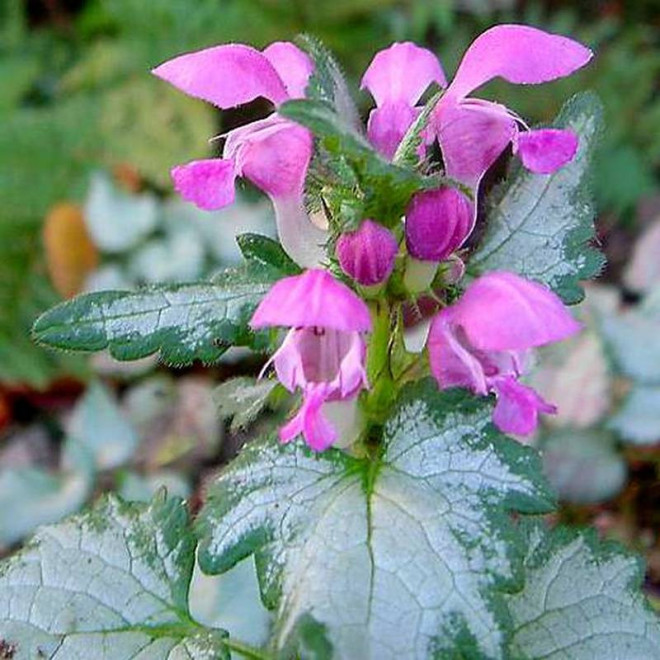 Beacon Silver Lamium maculatum Jasnota plamista