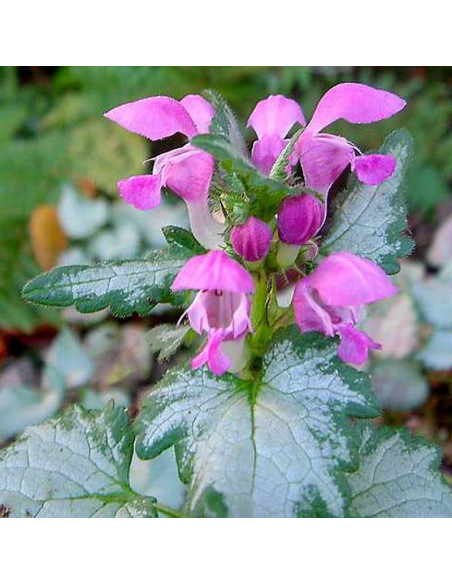 Beacon Silver Lamium maculatum Jasnota plamista