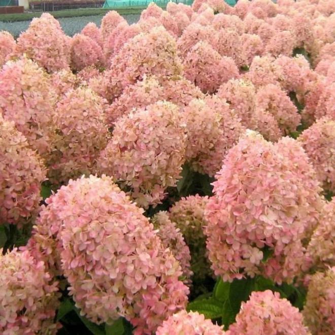 Hortensja bukietowa Magical Candle Hydrangea paniculata