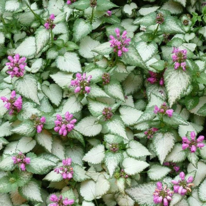 Jasnota plamista Beacon Silver Lamium maculatum