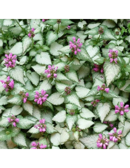 Jasnota plamista Beacon Silver Lamium maculatum