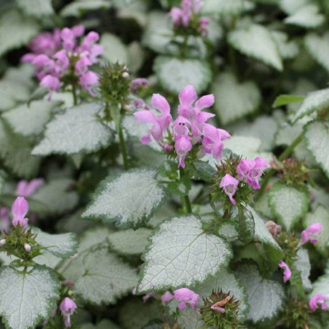 Pink Pewter Lamium maculatum Jasnota plamista