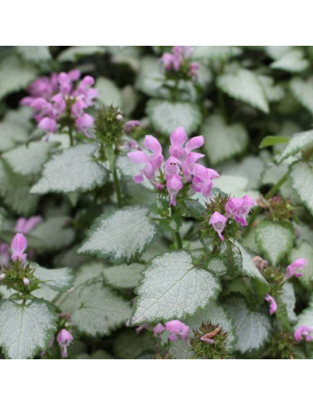 Pink Pewter Lamium maculatum Jasnota plamista