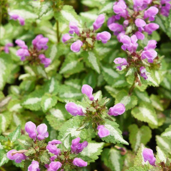 Jasnota plamista Pink Pewter Lamium maculatum