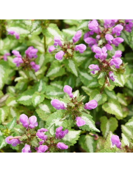 Jasnota plamista Pink Pewter Lamium maculatum