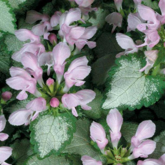 Jasnota plamista Lamium maculatum Pink Pewter