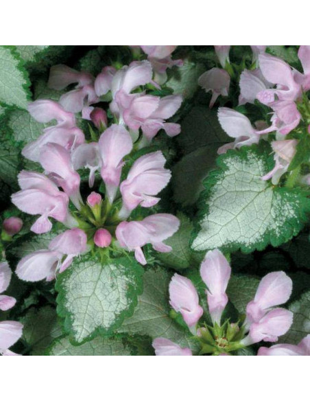 Jasnota plamista Lamium maculatum Pink Pewter