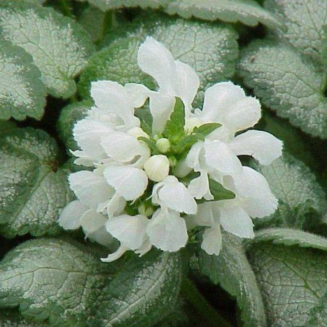 White Nancy Lamium maculatum Jasnota plamista