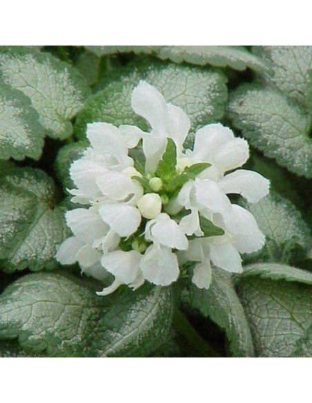 White Nancy Lamium maculatum Jasnota plamista