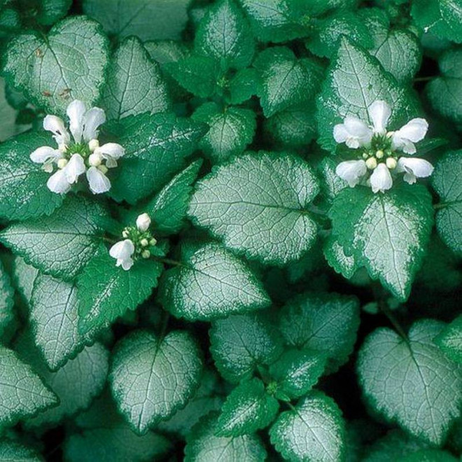 Jasnota plamista White Nancy Lamium maculatum