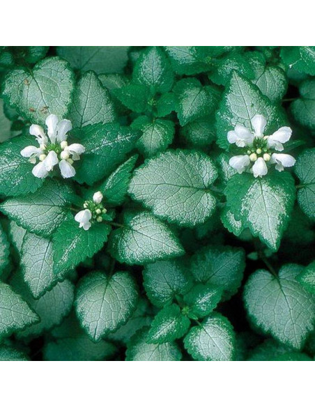 Jasnota plamista White Nancy Lamium maculatum