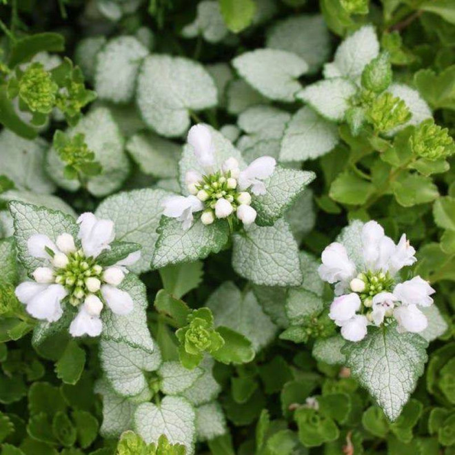 Jasnota plamista Lamium maculatum White Nancy