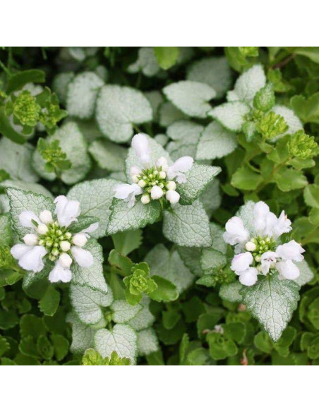 Jasnota plamista Lamium maculatum White Nancy