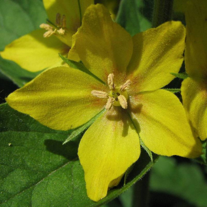 Hometown Hero Lysimachia punctata Tojeść kropkowana